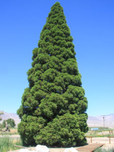 The Roosevelt Tree prior to 2020, Big Pine, California